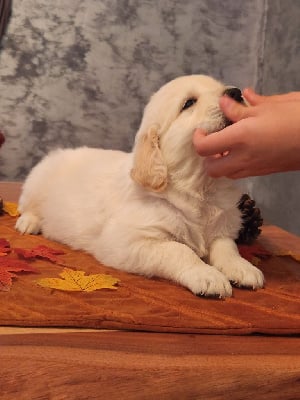 Les chiots de Golden Retriever