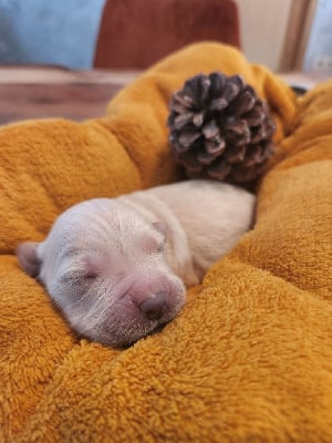 Les chiots de Golden Retriever