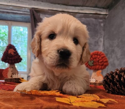 Les chiots de Golden Retriever