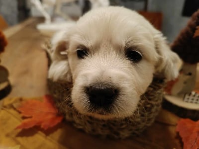 Les chiots de Golden Retriever