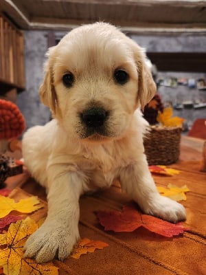 Les chiots de Golden Retriever