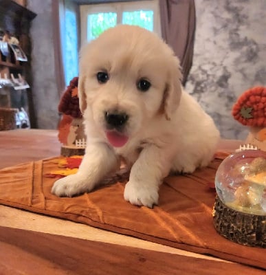 CHIOT 2 - Golden Retriever