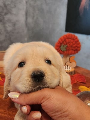 Les chiots de Golden Retriever