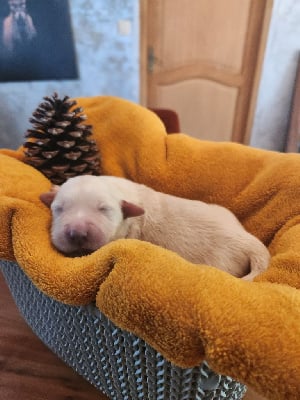 Les chiots de Golden Retriever