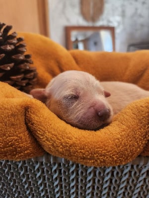 Les chiots de Golden Retriever