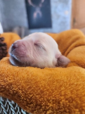 Les chiots de Golden Retriever