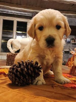 Les chiots de Golden Retriever