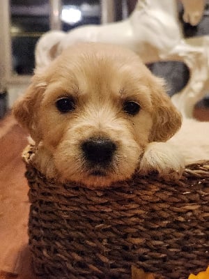 Les chiots de Golden Retriever