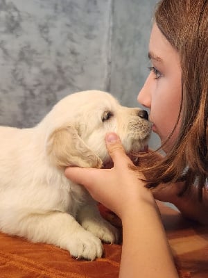 Les chiots de Golden Retriever