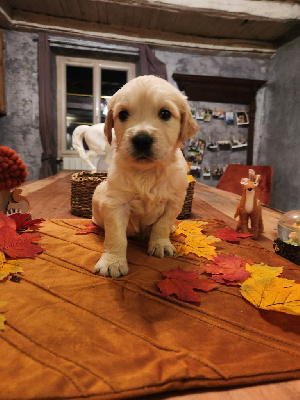 Les chiots de Golden Retriever