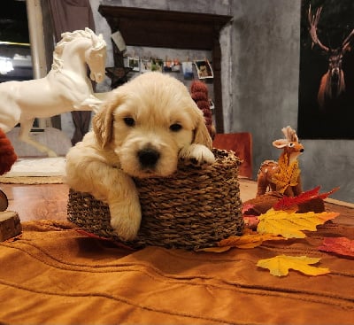 Les chiots de Golden Retriever