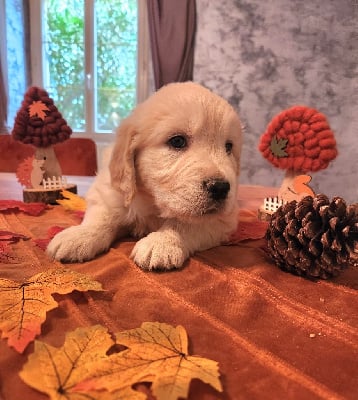 Les chiots de Golden Retriever