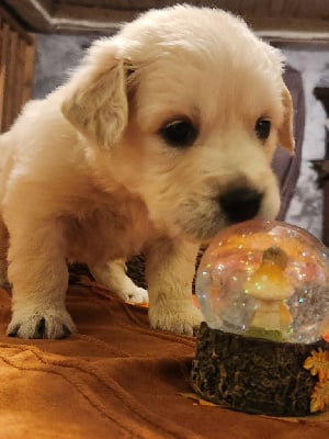 Les chiots de Golden Retriever