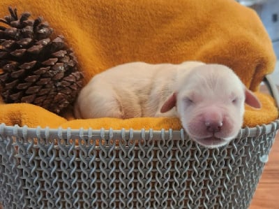 Les chiots de Golden Retriever