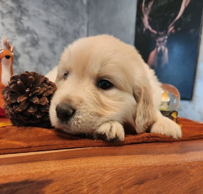 Les chiots de Golden Retriever