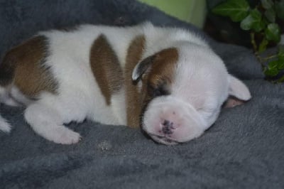 Les chiots de Staffordshire Bull Terrier