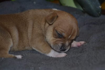 Les chiots de Staffordshire Bull Terrier