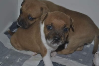 Les chiots de Staffordshire Bull Terrier