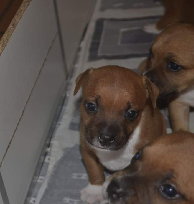 Les chiots de Staffordshire Bull Terrier