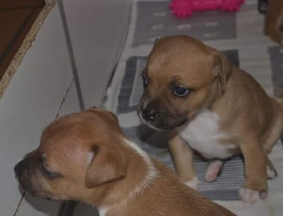 Les chiots de Staffordshire Bull Terrier