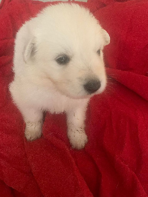 Les chiots de Berger Blanc Suisse