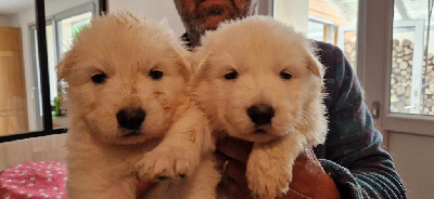 Les chiots de Berger Blanc Suisse