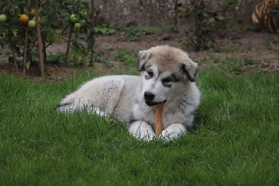 Les chiots de Alaskan Malamute