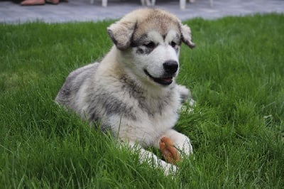 Les chiots de Alaskan Malamute