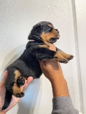 Les chiots de Rottweiler