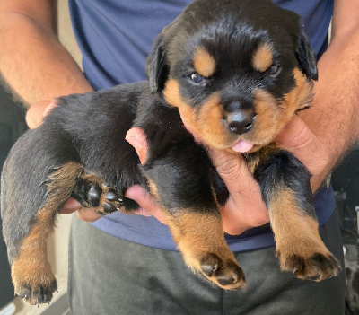 Les chiots de Rottweiler