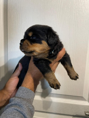 Les chiots de Rottweiler