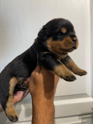 Les chiots de Rottweiler