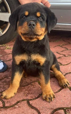 Les chiots de Rottweiler