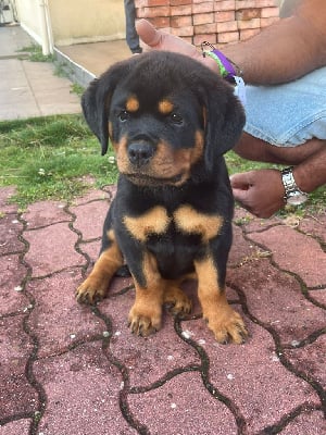 Les chiots de Rottweiler