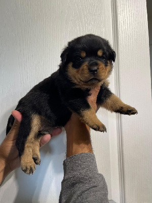 Les chiots de Rottweiler