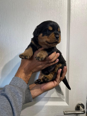 Les chiots de Rottweiler