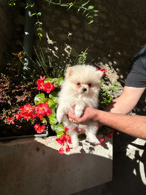 Les chiots de Spitz allemand