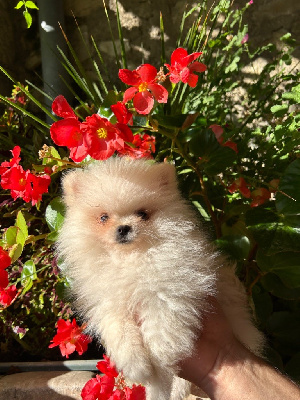 Les chiots de Spitz allemand