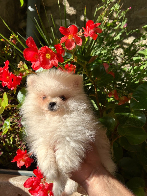 Les chiots de Spitz allemand