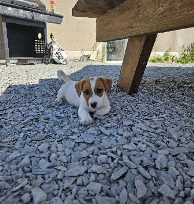 Les chiots de Jack Russell Terrier