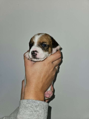 Les chiots de Jack Russell Terrier