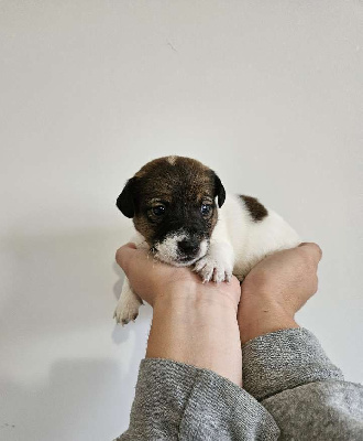 Les chiots de Jack Russell Terrier