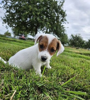 Les chiots de Jack Russell Terrier