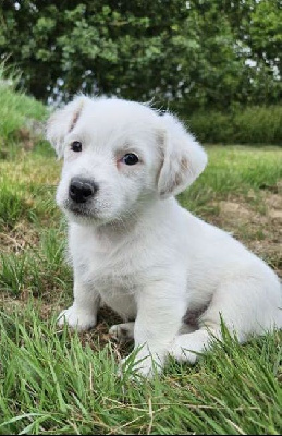 Les chiots de Jack Russell Terrier