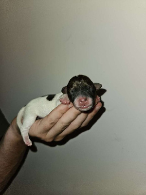 Les chiots de Jack Russell Terrier