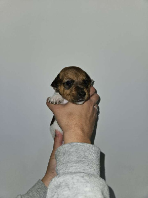 Les chiots de Jack Russell Terrier