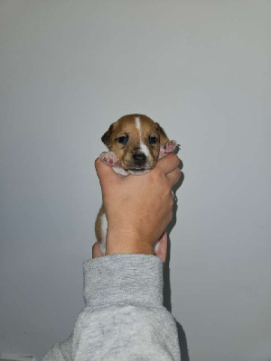 Les chiots de Jack Russell Terrier