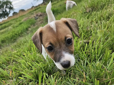 Les chiots de Jack Russell Terrier