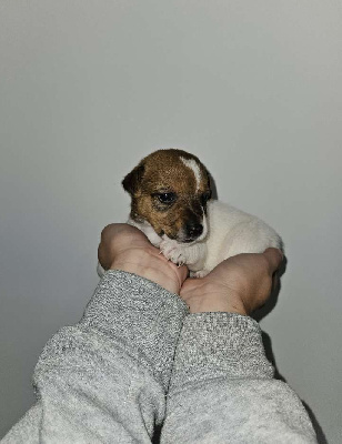 Les chiots de Jack Russell Terrier