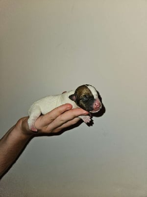 Les chiots de Jack Russell Terrier